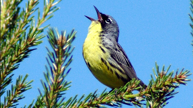 Illustration for article titled 5 Rare Songbirds That Might Appear In My Yard If My Bastard Neighbor Ever Stops Chugging Their Feeders Dry